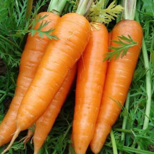 Carrot_祥瑞农产品配送Vegetable delivery
