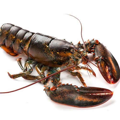 lobster_祥瑞农产品配送Aquatic product distribution
