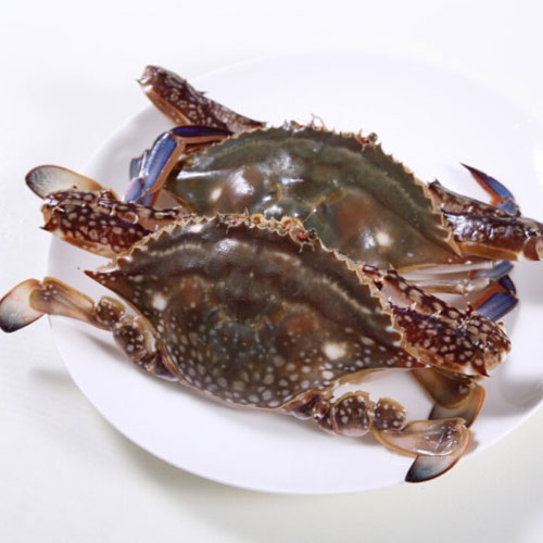 Flower crab-Aquatic product distribution-Shenzhen Xiangrui Catering Management Co., Ltd.